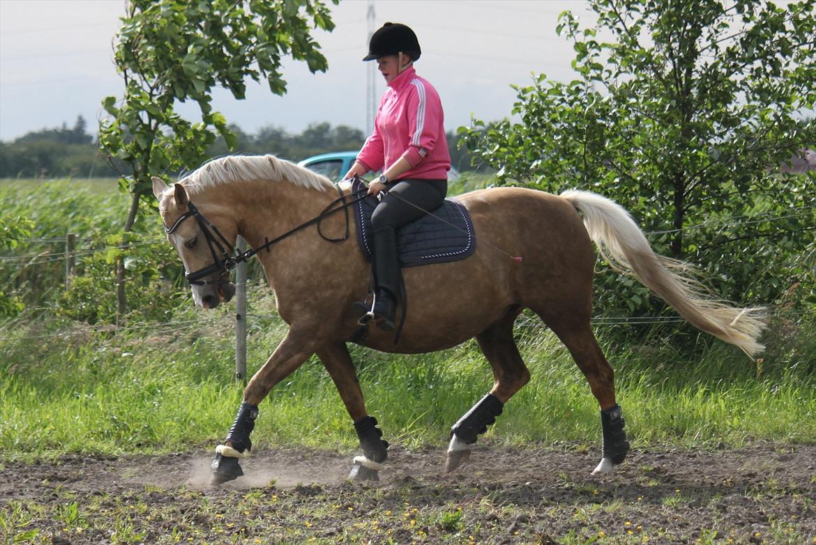 Palomino Barbi gold billede 2