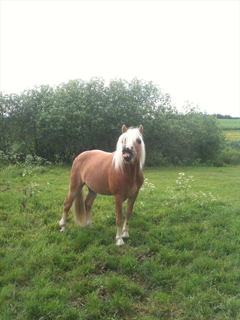 Haflinger Alladin - Sommer 2012 billede 13