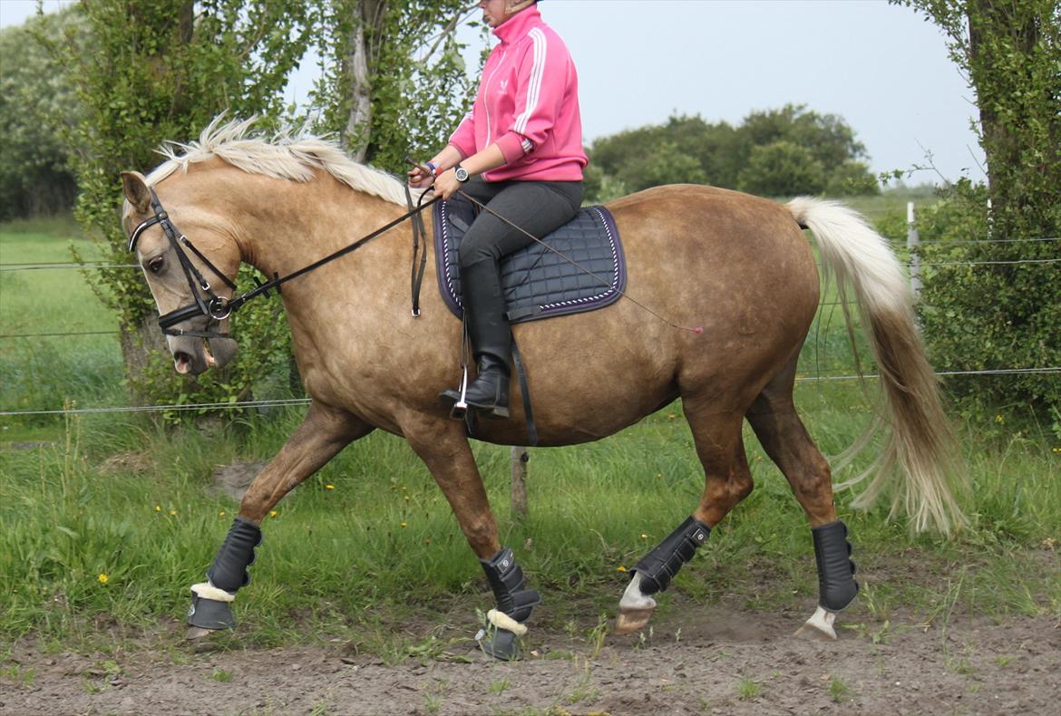 Palomino Barbi gold billede 3