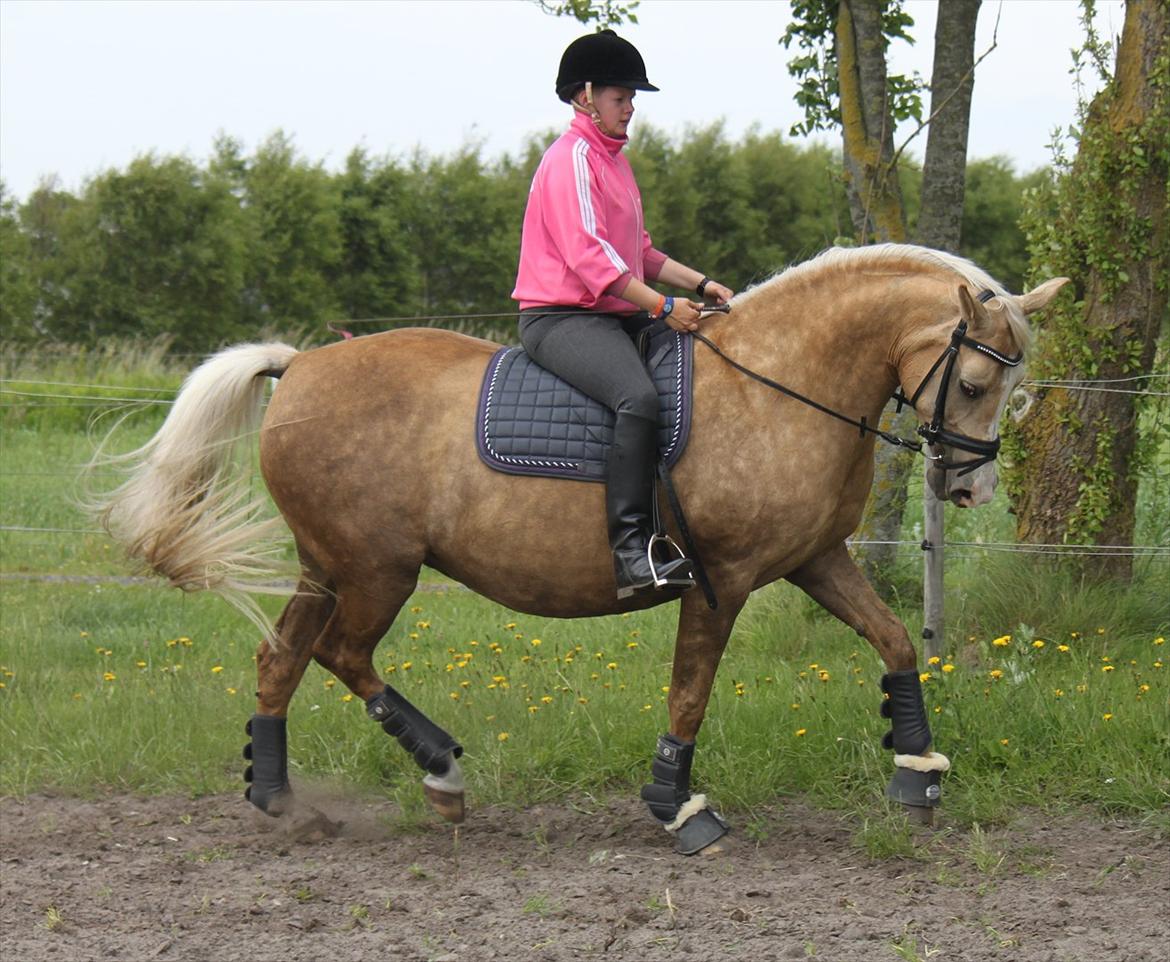 Palomino Barbi gold billede 4