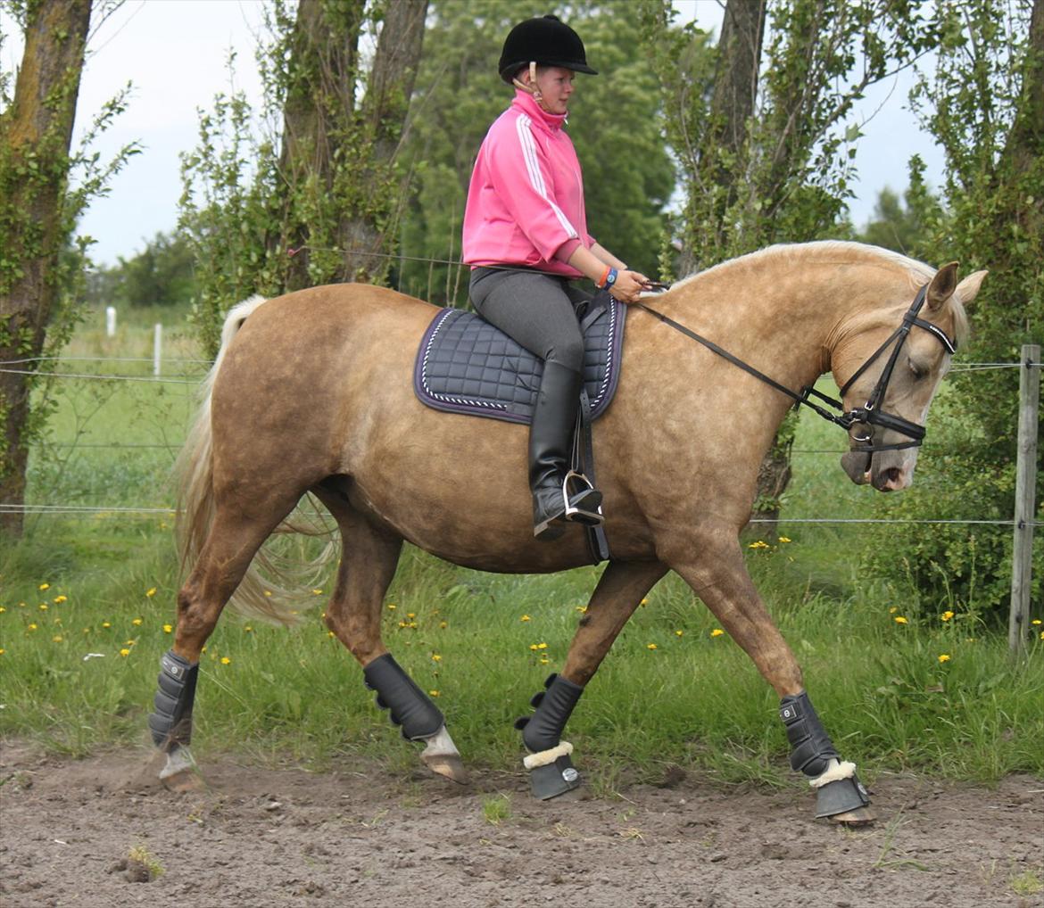 Palomino Barbi gold billede 5