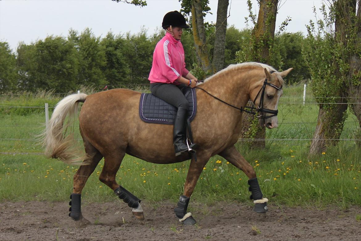 Palomino Barbi gold billede 6