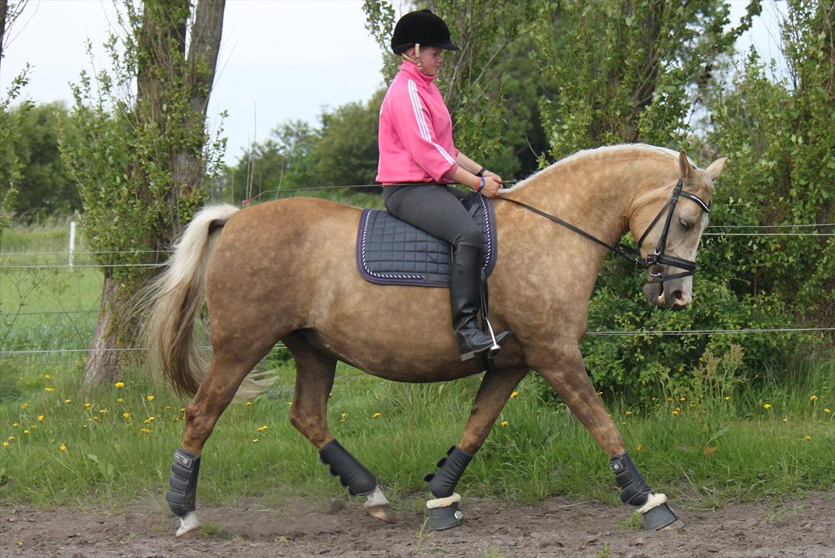 Palomino Barbi gold billede 7