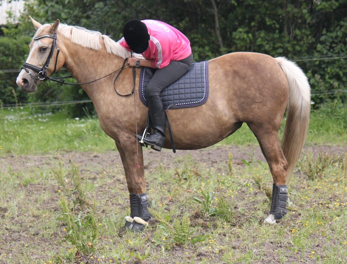 Palomino Barbi gold - Hun blir snart tynd så skal vi starte stævner!  billede 8