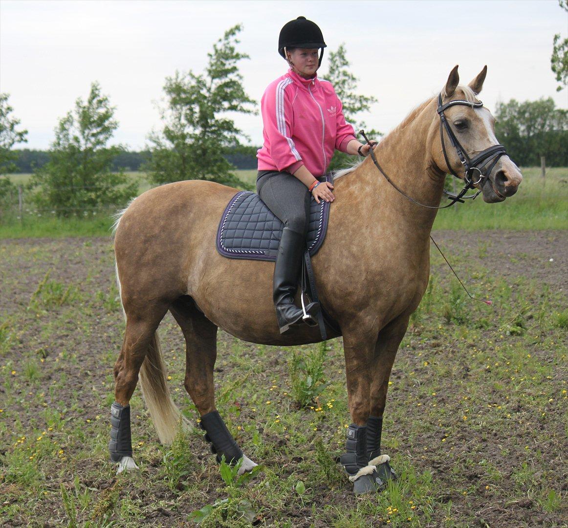 Palomino Barbi gold billede 9