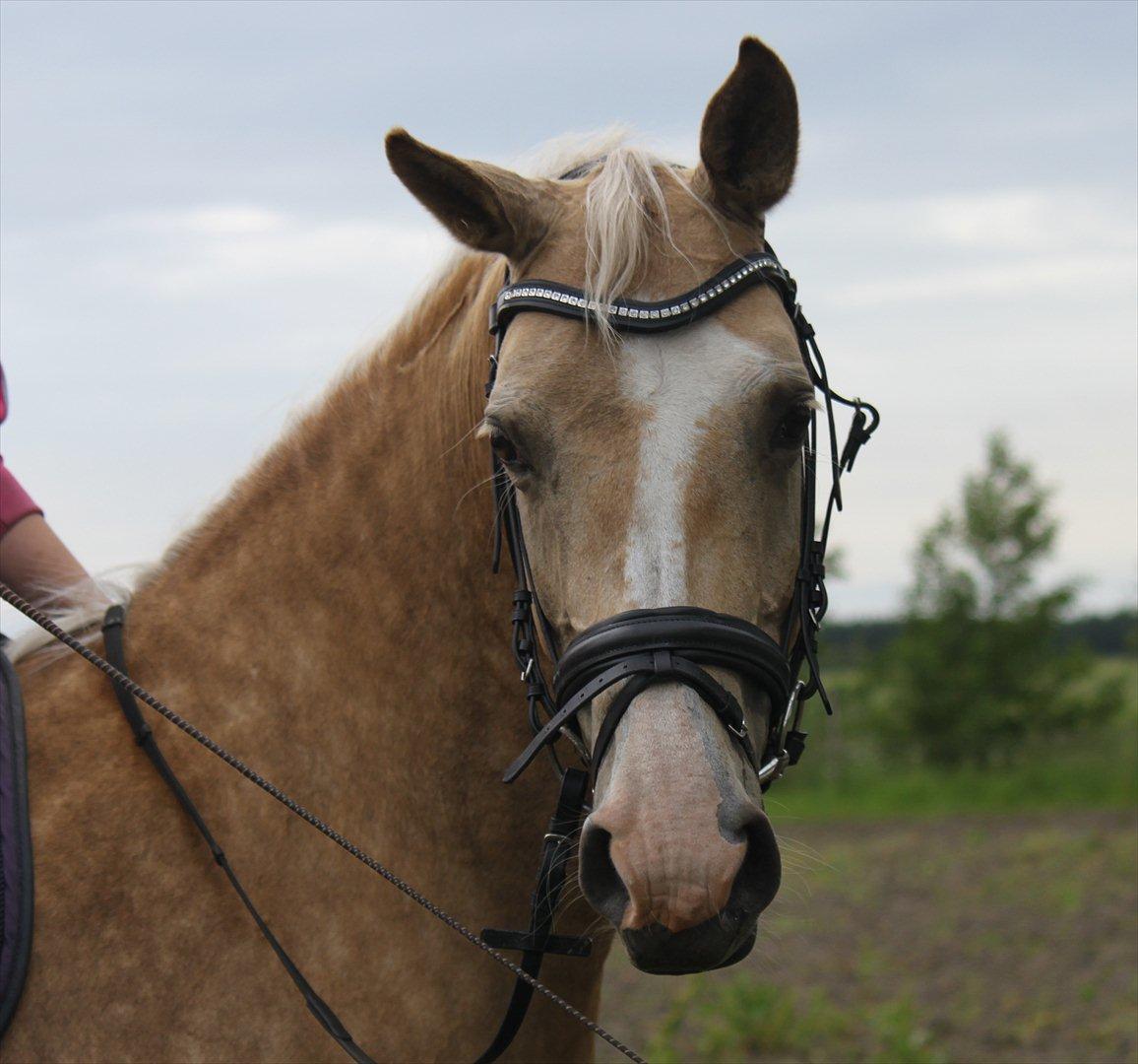 Palomino Barbi gold billede 10