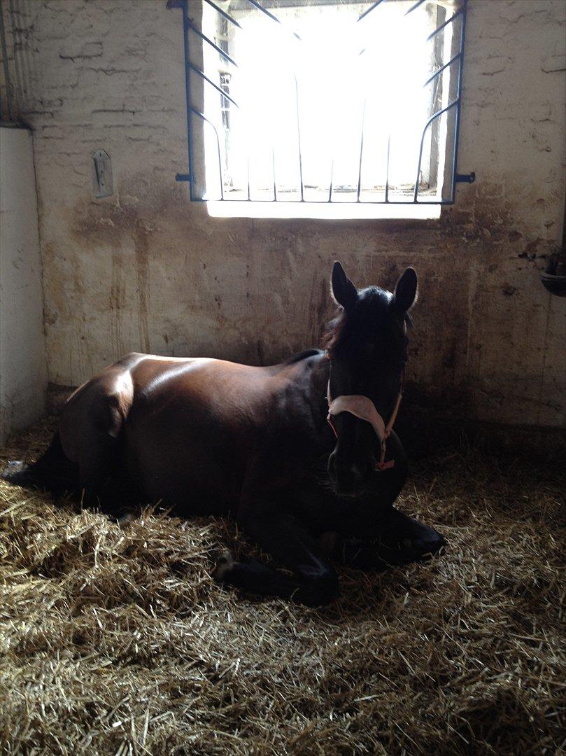 Dansk Varmblod Chanel - The neller mus <3 billede 1