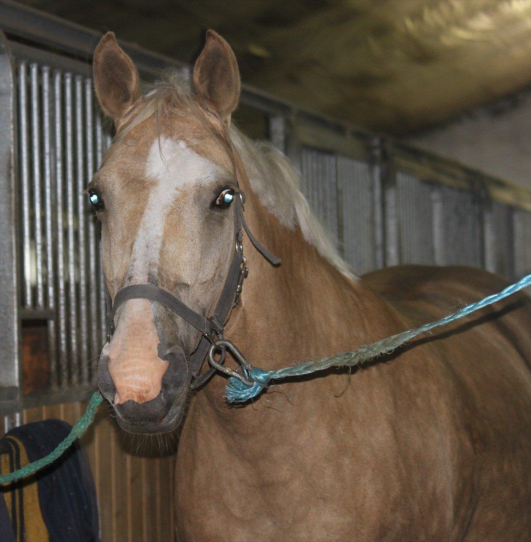 Palomino Barbi gold billede 14