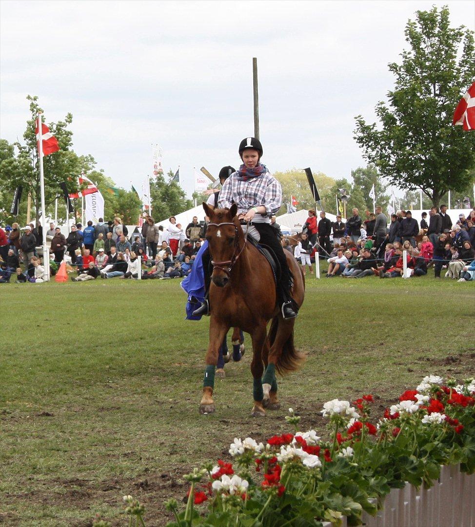 Dansk Varmblod Udsigtens Uleacic - Ulle - Ulle og jeg som cowboys -Galla show 2010. Lækre lækre Ulle.. billede 18