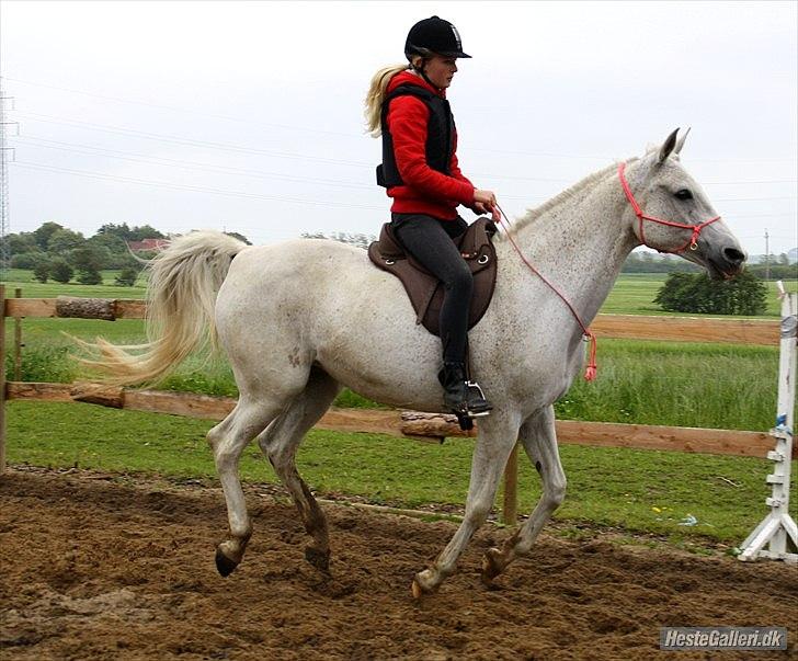 Shagya Araber (SH) Sv's O'balina Lightwood<3 - Første gang med cordeo!<3
Foto: Olivia billede 9