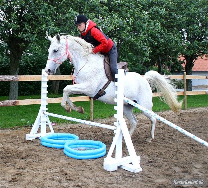 Shagya Araber (SH) Sv's O'balina Lightwood<3 - Spring over vandgrav i cordeo!<3
Første gang med cordeo!
Foto: Olivia billede 6