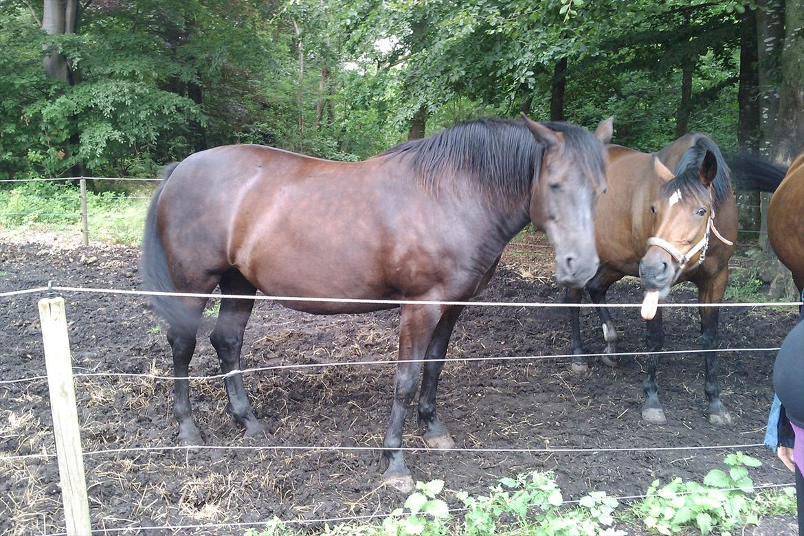 Anden særlig race Gabby - Gabby og Tender. billede 7