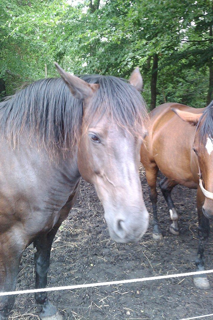 Anden særlig race Gabby - Ser lidt dover ud :P. billede 8
