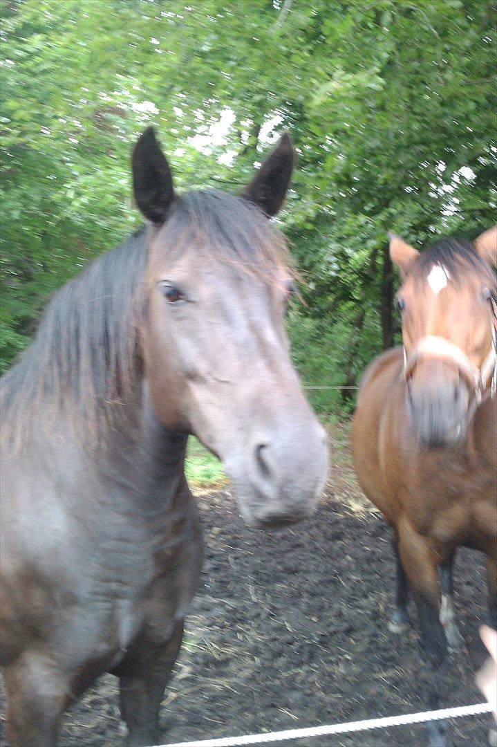 Anden særlig race Gabby - Godbid. billede 9