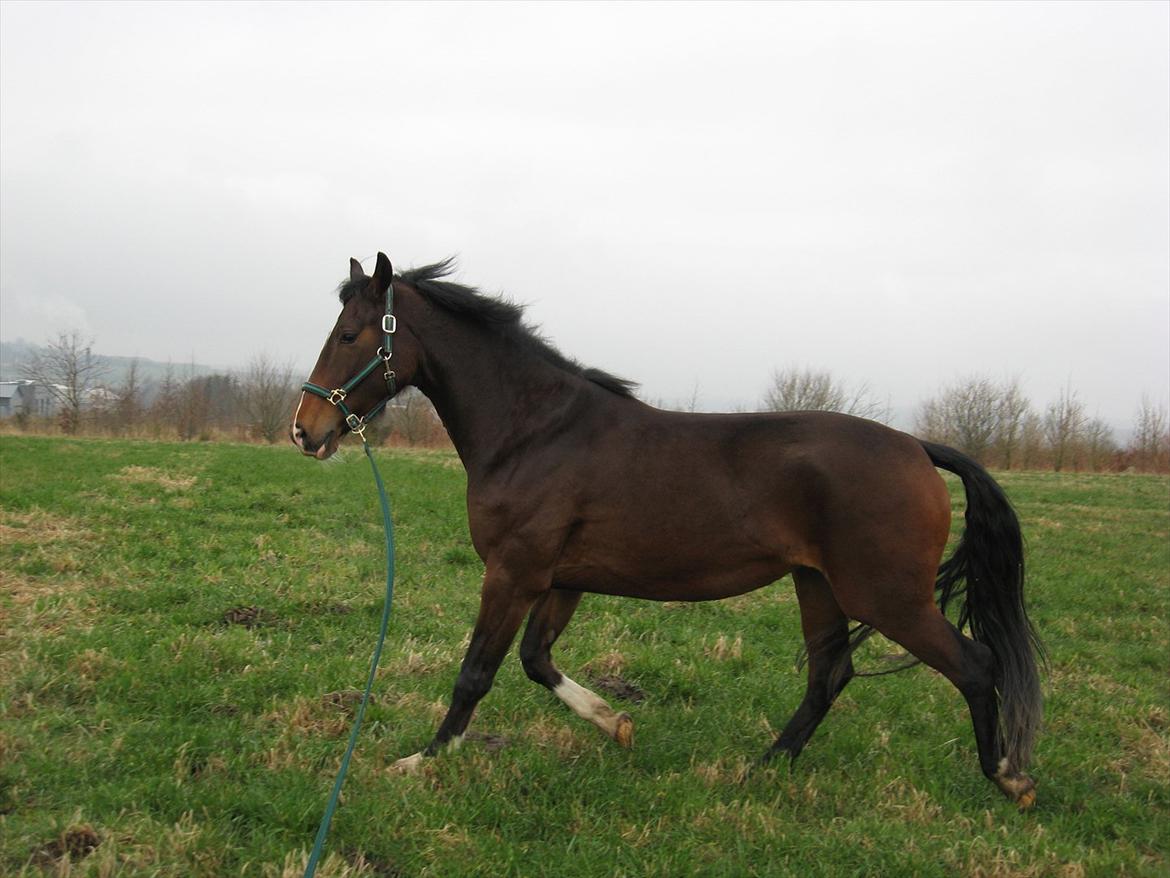 Hollandsk Varmblod Za-Zar - Za-Zar 4 år, og lige ankommet billede 18