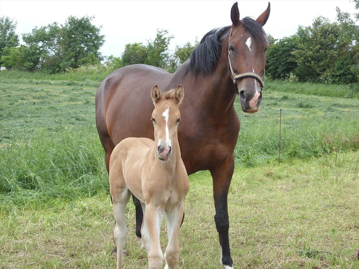 Hollandsk Varmblod Za-Zar - Za-zar 6 år og mor til smukke Golden Zafra billede 17