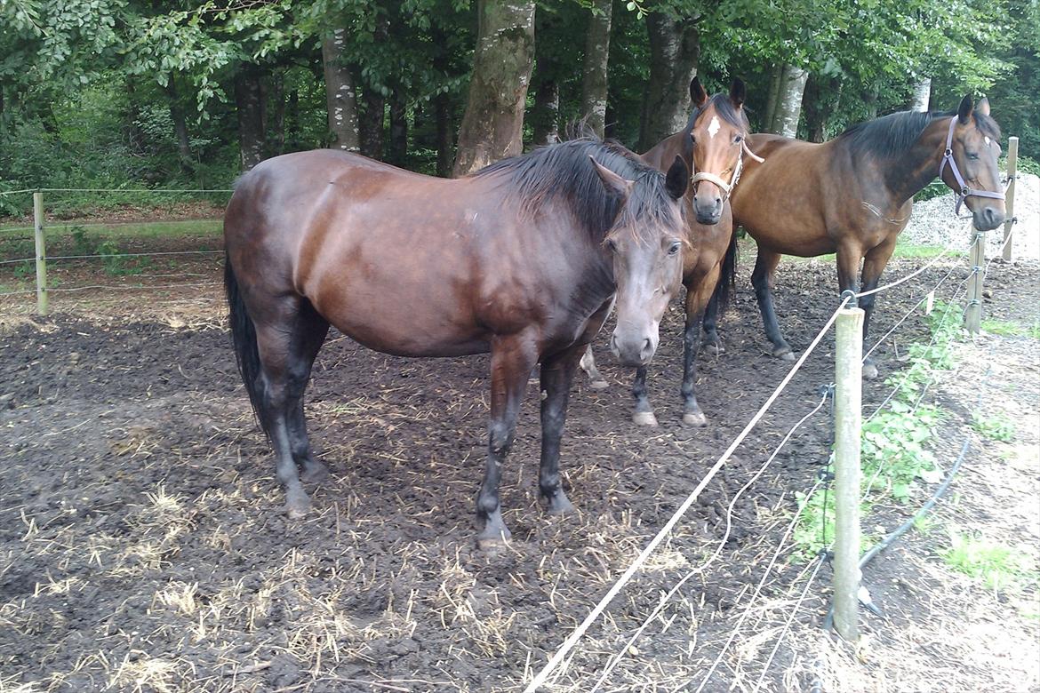 Anden særlig race Gabby - Gabby forrest, Sati bagerst, og Tender i midten. billede 10