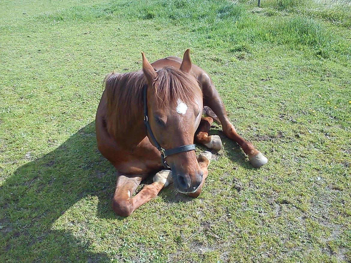 Arabisk fuldblod (OX) El Sheik Charme - Sheik der nyder formiddags solen - lige indtil jeg afbryder ham i det ;)  billede 15