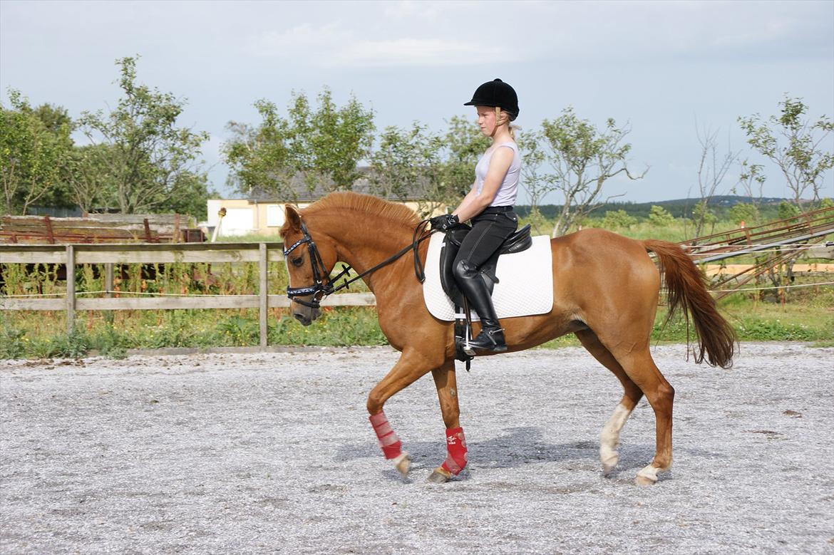 Hollandsk Sportspony Virona billede 16
