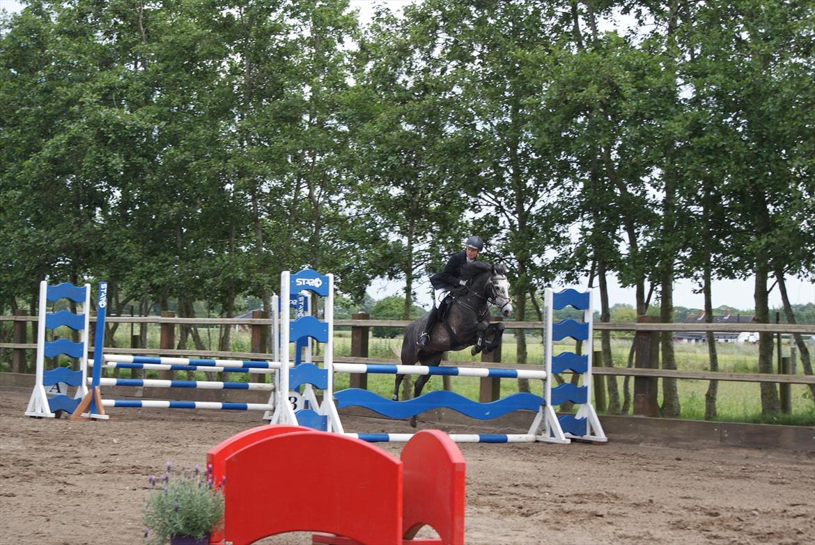 Anden særlig race Jojo (solgt) - Klubmesterskaberne i Hestehavens rideklub. Sprang LA

Vi Vandt... billede 6