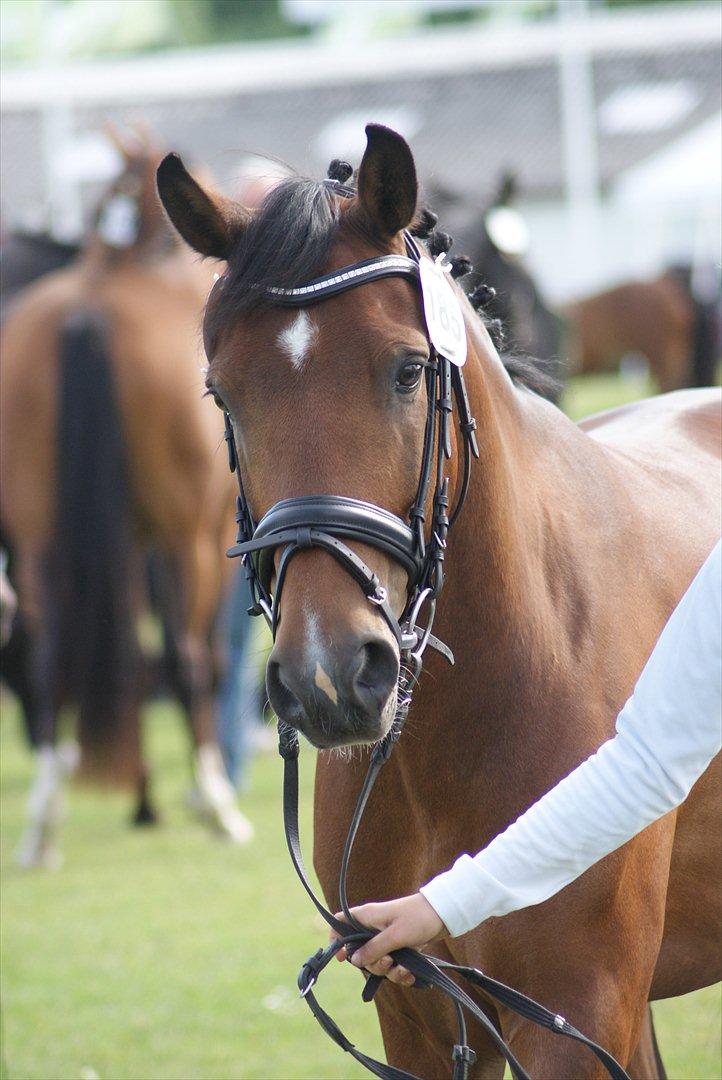 New Forest Houmarks Arcibald - Dyrskuet 2012 billede 5