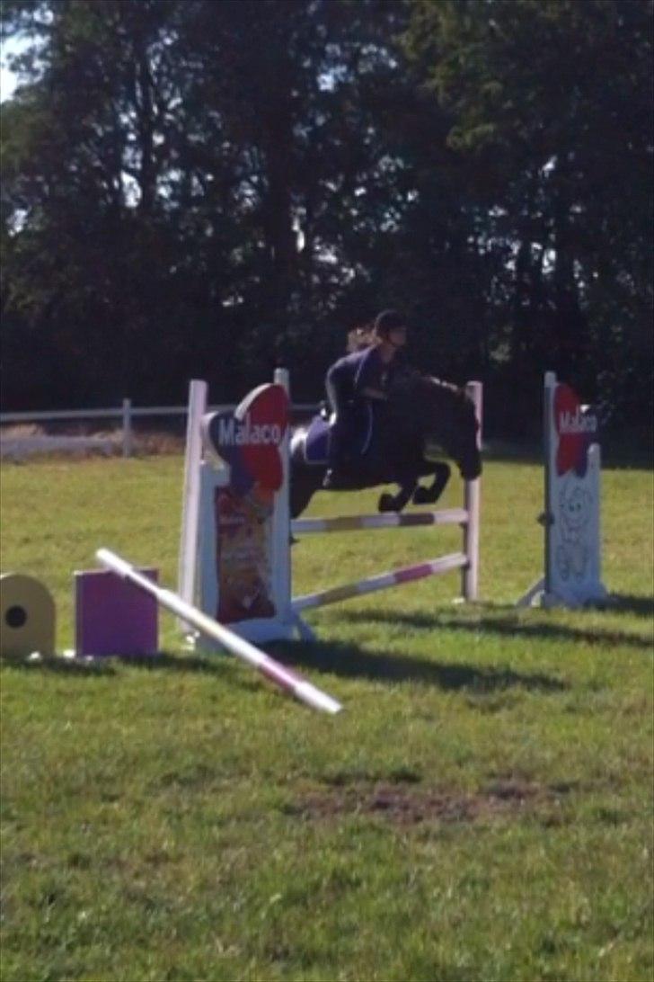 Anden særlig race Blanca - spring<3

OBS Billederne er bilvet en smule udstylige da de kom på hestegallari billede 4