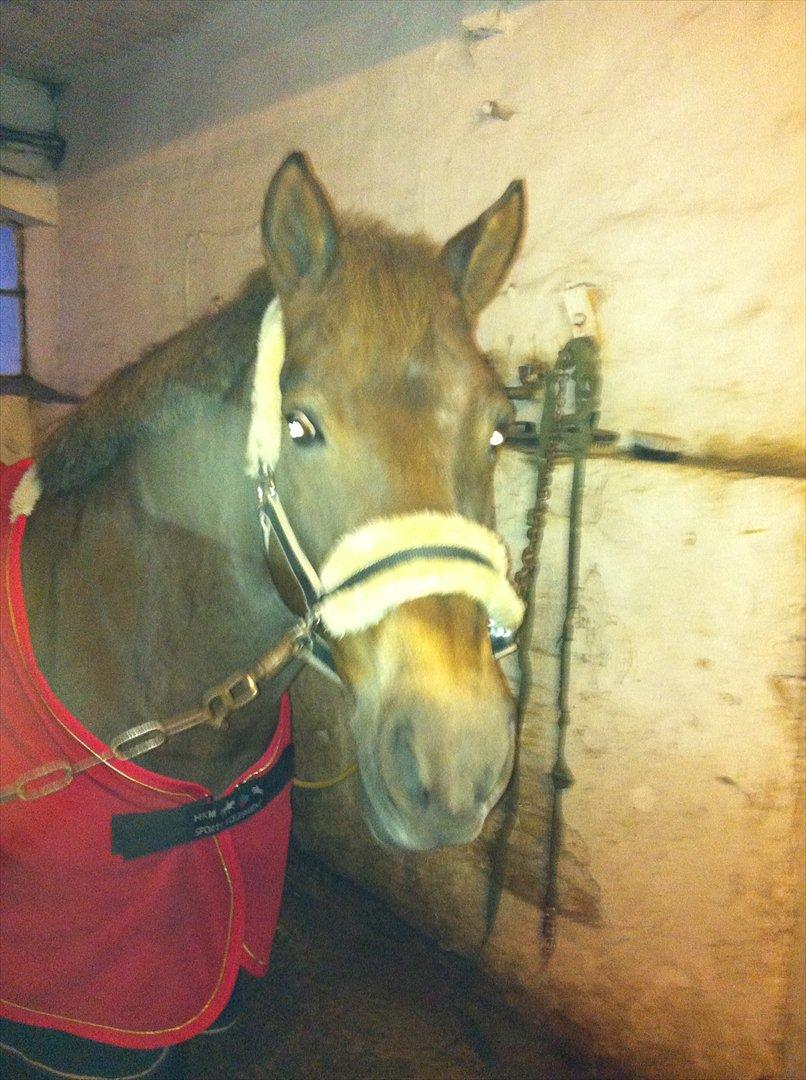 Anden særlig race Blanca - OBS Billederne er bilvet en smule udstylige da de kom på hestegallari billede 5