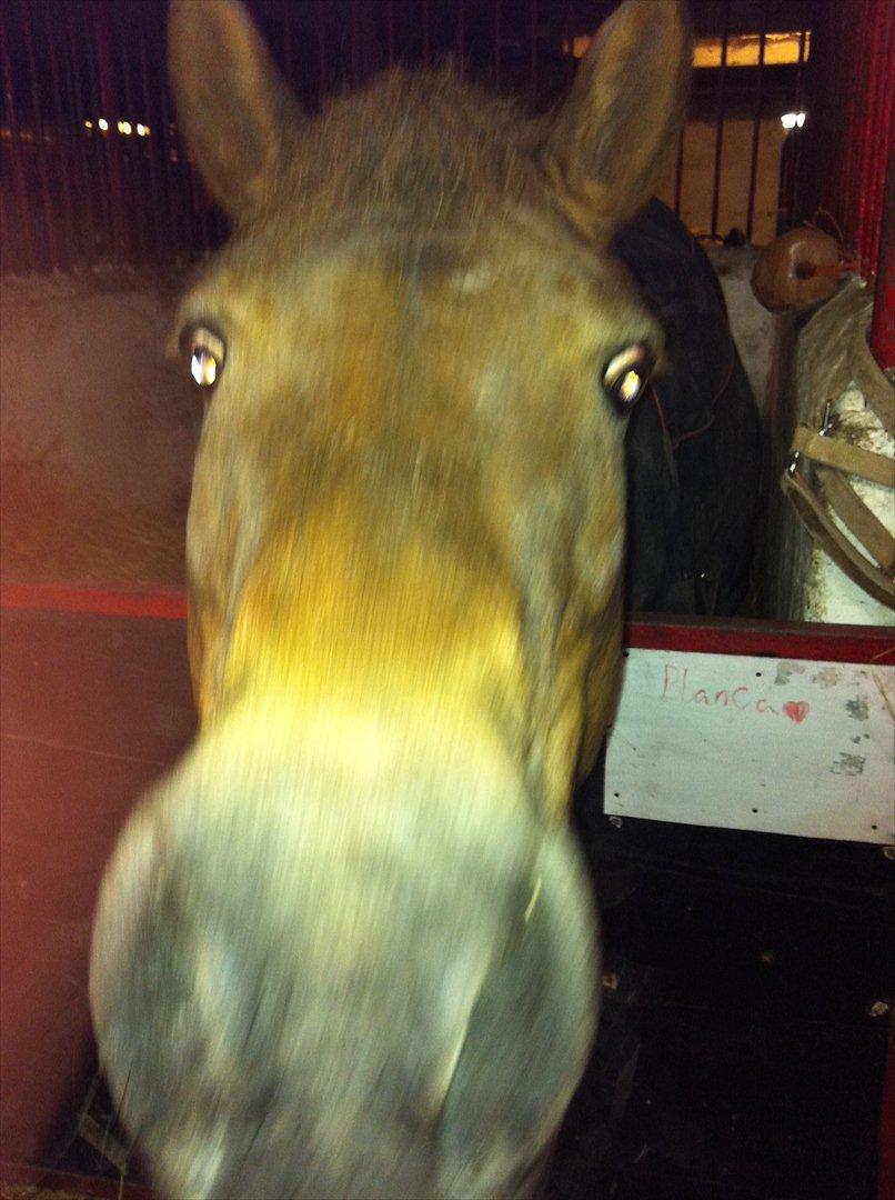 Anden særlig race Blanca - OBS Billederne er bilvet en smule udstylige da de kom på hestegallari billede 8