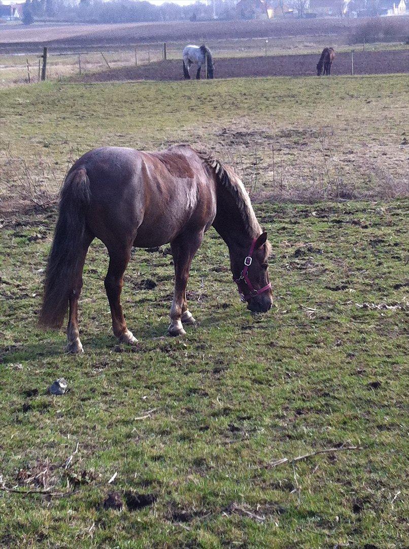 Anden særlig race Blanca - OBS Billederne er bilvet en smule udstylige da de kom på hestegallari billede 9