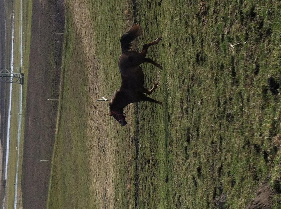 Anden særlig race Blanca - Undskyld billedet vender forkert men jeg synes billedet var rat sejt så det skulle på  OBS Billederne er bilvet en smule udstylige da de kom på hestegallari

OBS Billederne er bilvet en smule udstylige da de kom på hestegallari
 billede 10