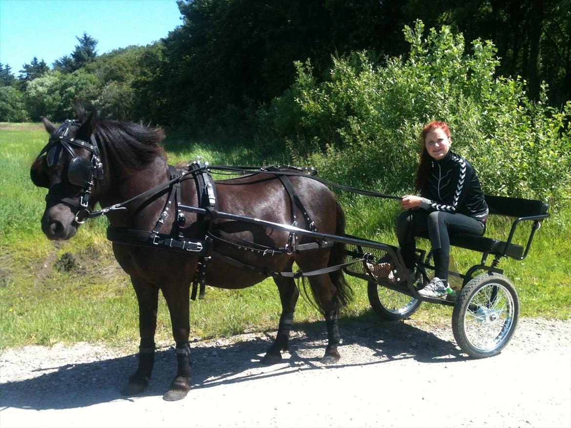 Anden særlig race Mr. Amarni Black Code billede 8