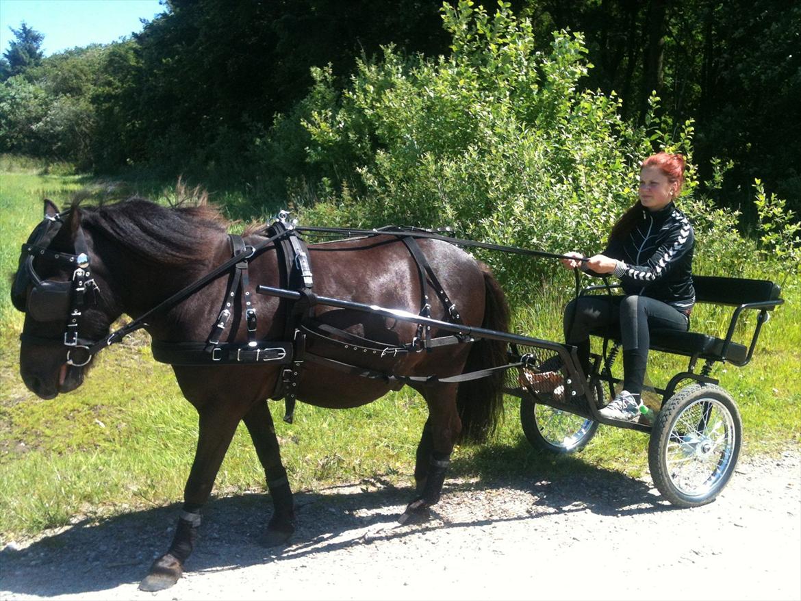 Anden særlig race Mr. Amarni Black Code billede 3