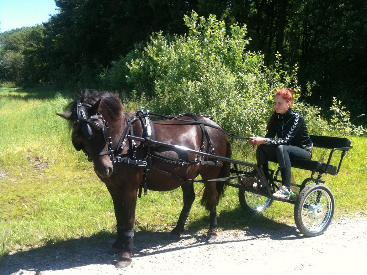 Anden særlig race Mr. Amarni Black Code - Amarni med sin nye vogn og sit nye udstyr, endelig blev han kørt til :-) billede 1