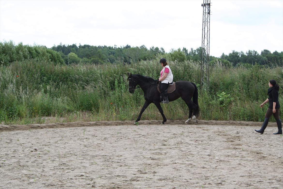 Hollandsk Varmblod Seja - Første gang jeg rider hende. billede 1
