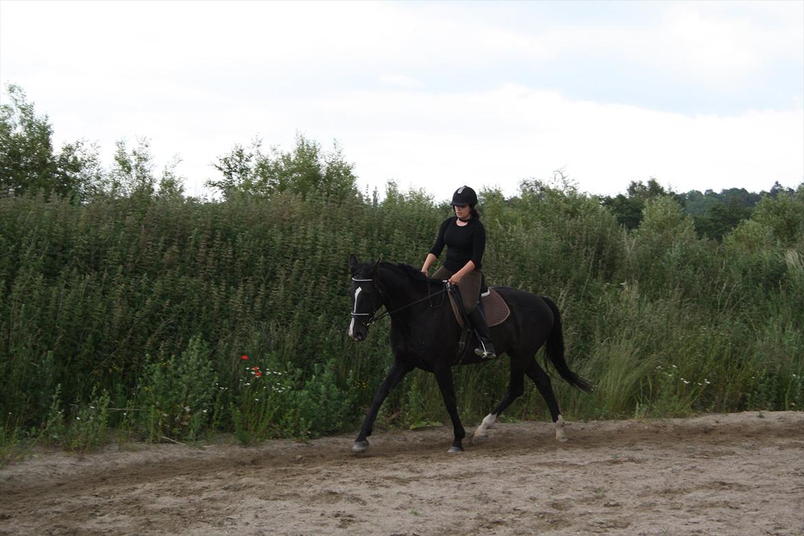 Hollandsk Varmblod Seja billede 2