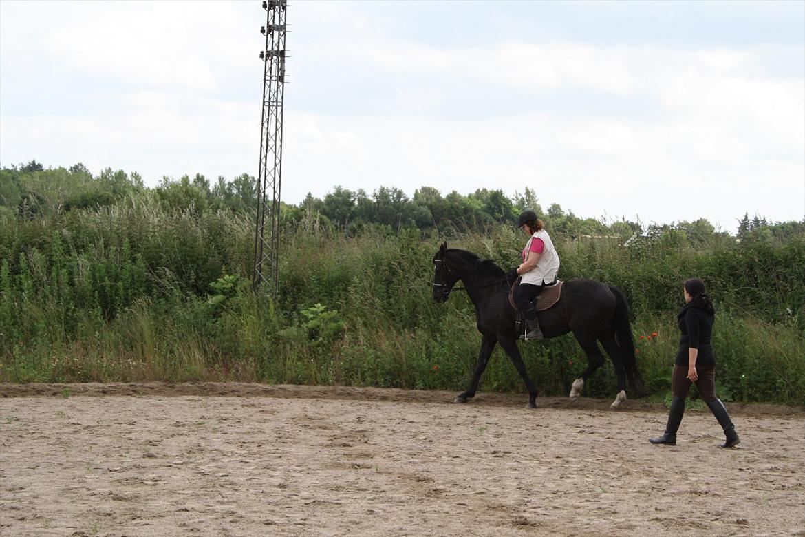 Hollandsk Varmblod Seja billede 3