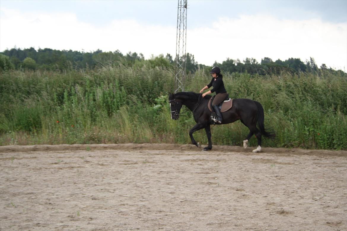 Hollandsk Varmblod Seja billede 4