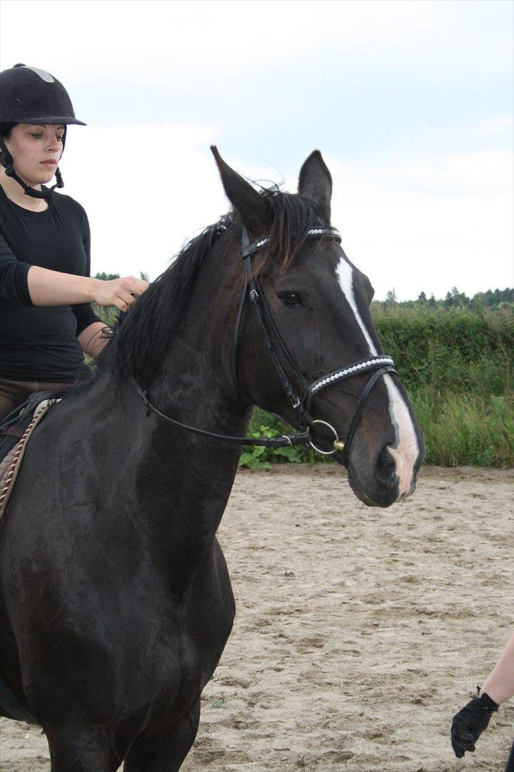 Hollandsk Varmblod Seja billede 5