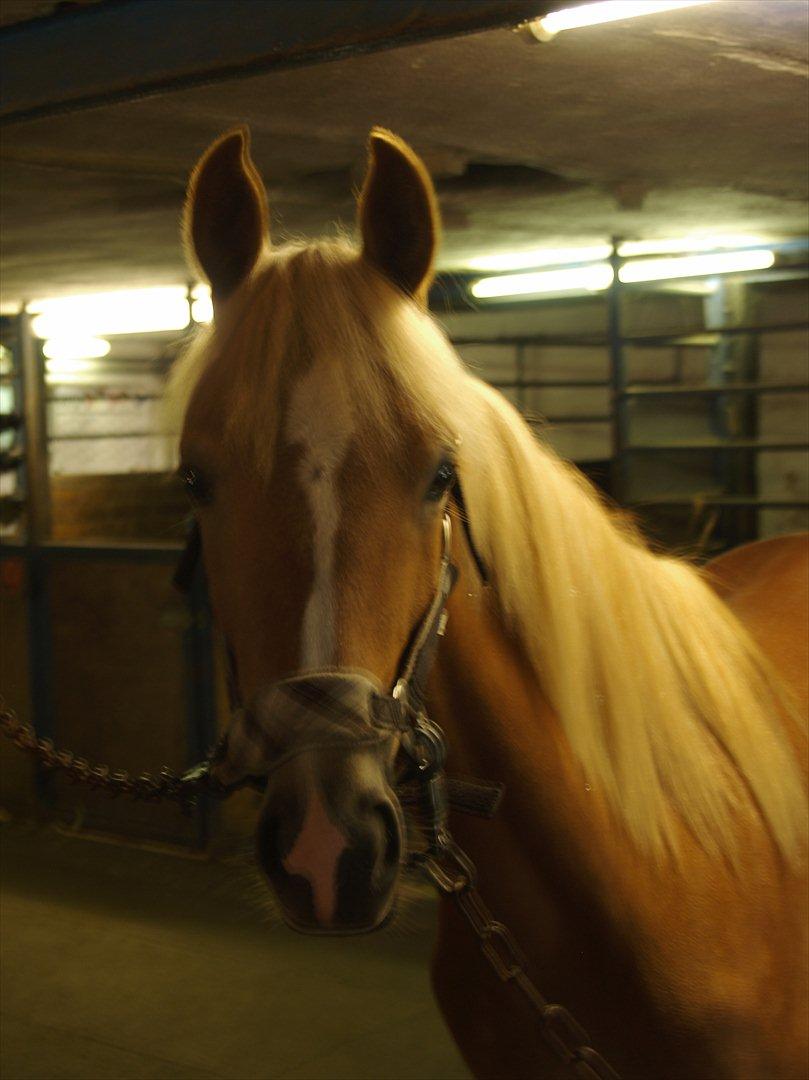 Anden særlig race Cavallo Fortonato - 28.06.2012
4. gang i kæder :) billede 2