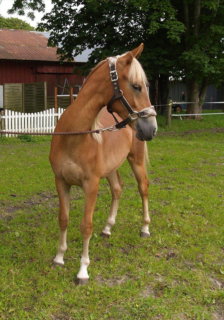 Anden særlig race Cavallo Fortonato - 28.06.2012 billede 4