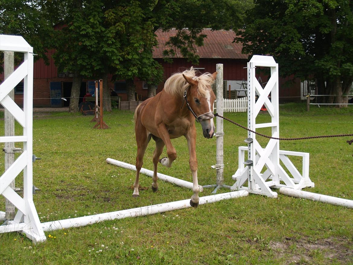 Anden særlig race Cavallo Fortonato - 28.06.2012 billede 6