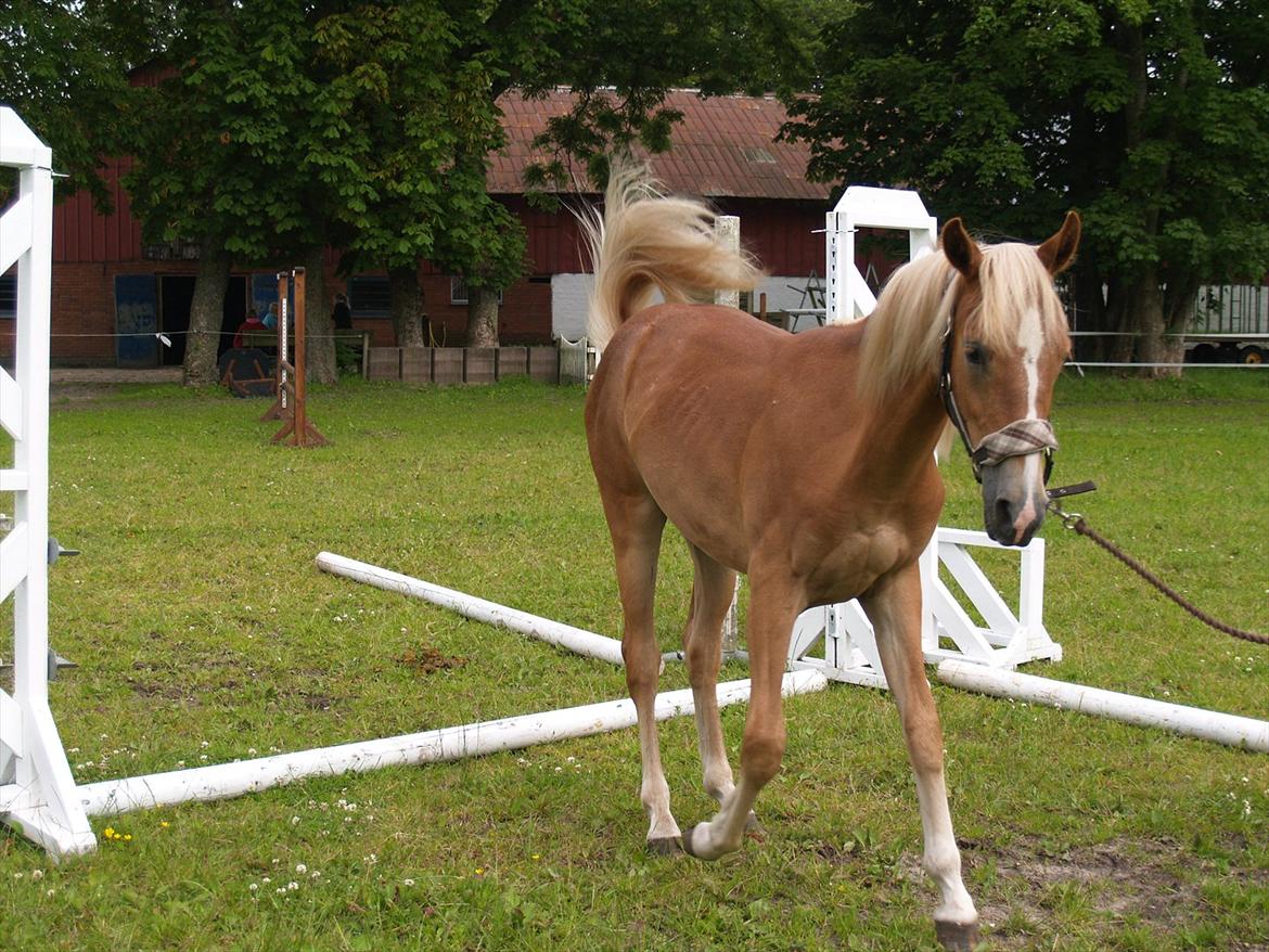 Anden særlig race Cavallo Fortonato - 28.06.2012 billede 7