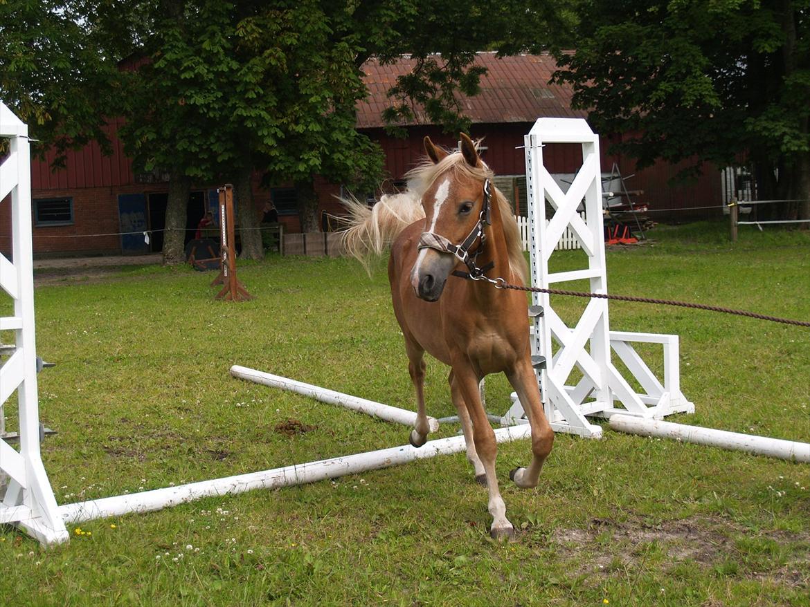 Anden særlig race Cavallo Fortonato - 28.06.2012 billede 9