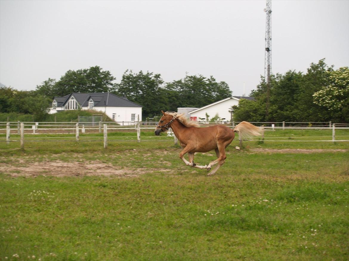 Anden særlig race Cavallo Fortonato - 28.06.2012 billede 10