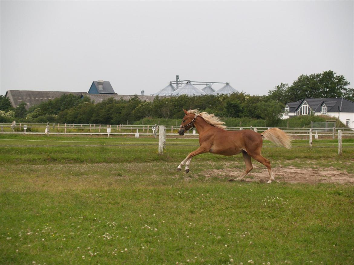 Anden særlig race Cavallo Fortonato - 28.06.2012 billede 11