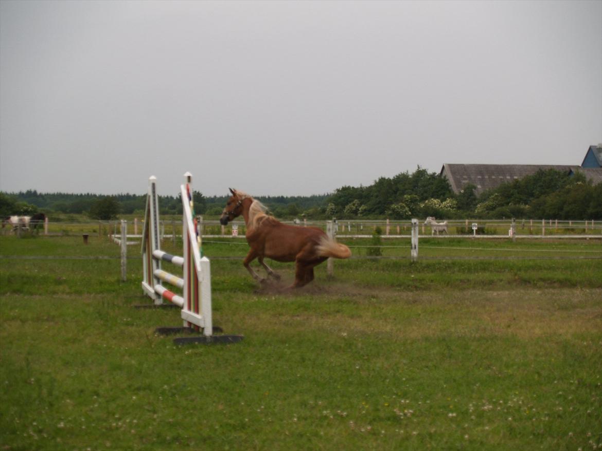 Anden særlig race Cavallo Fortonato - 28.06.2012 billede 13