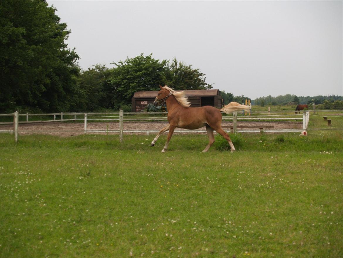 Anden særlig race Cavallo Fortonato - 28.06.2012 billede 15