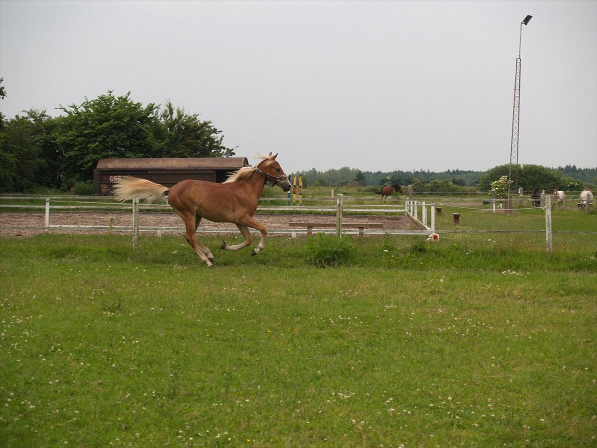 Anden særlig race Cavallo Fortonato - 28.06.2012 billede 17