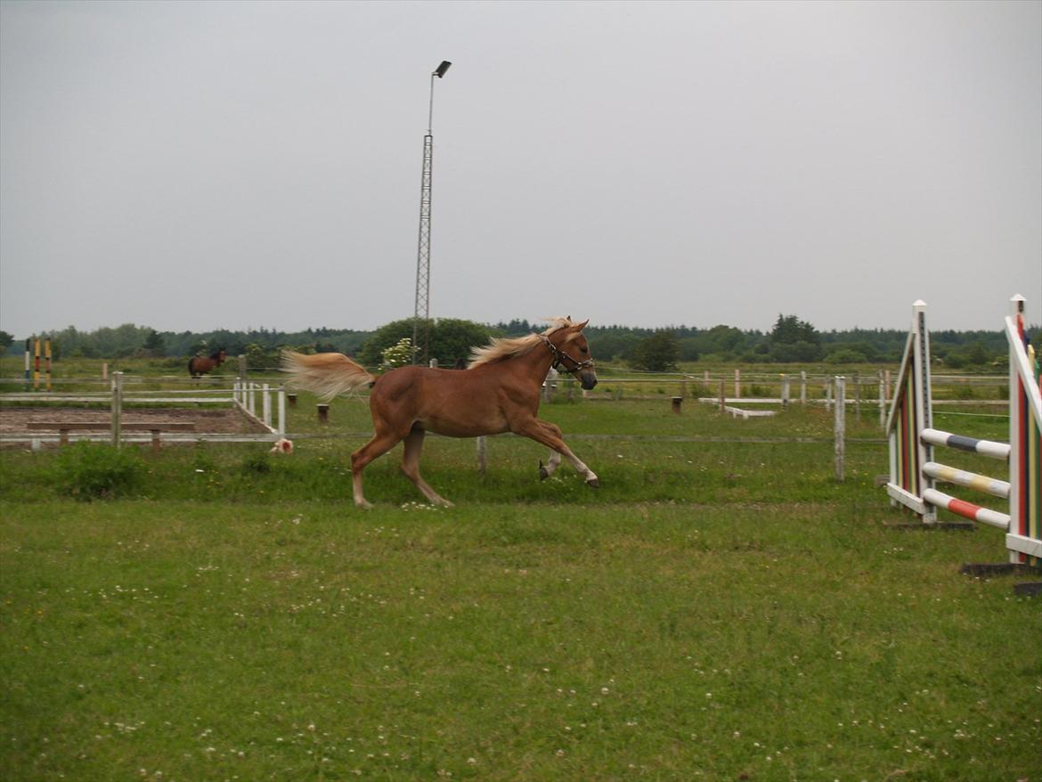 Anden særlig race Cavallo Fortonato - 28.06.2012 billede 19