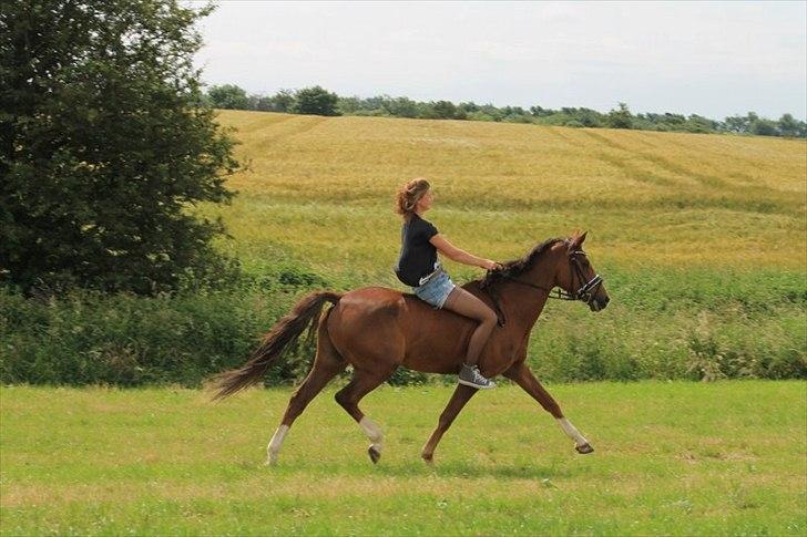 Welsh Partbred (Sec F) De Wijk's Aislin B PONY - I belive I can Fly.. billede 17